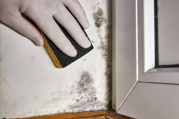 Best Air Quality Testing for Mold Spores  in Newport, VT